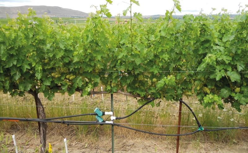 Irrigation and Water Management