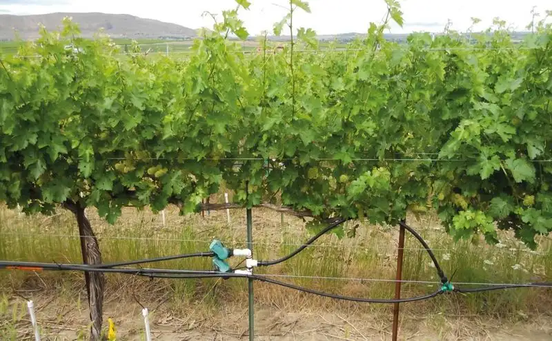 Irrigation and Water Management