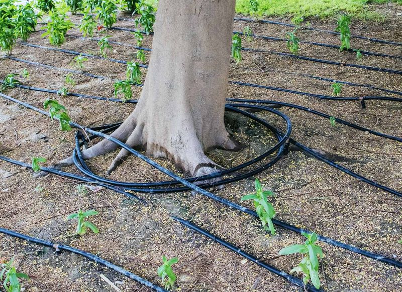 Regular Watering Practices