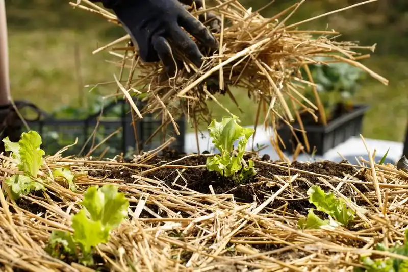 Neglecting Mulching