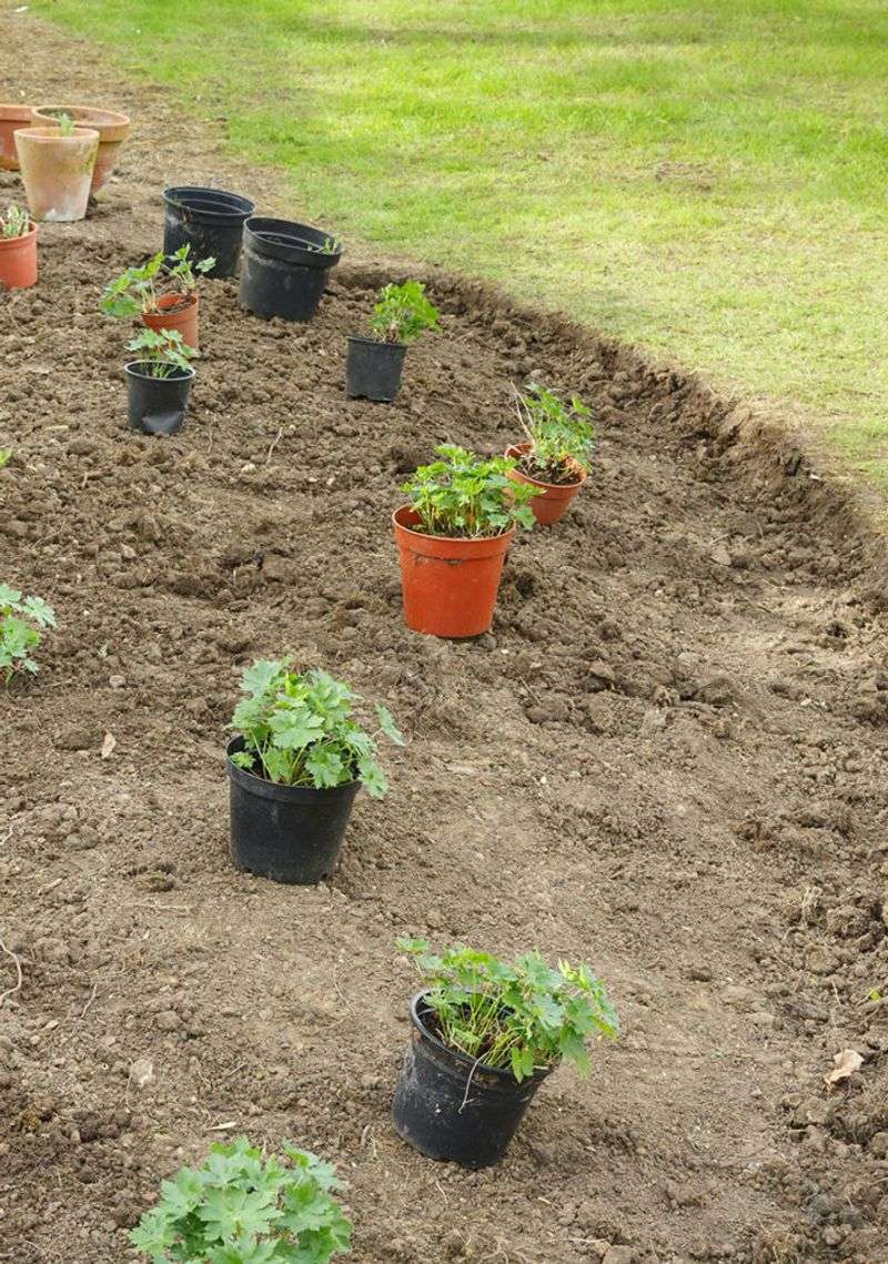 Overcrowding Plants