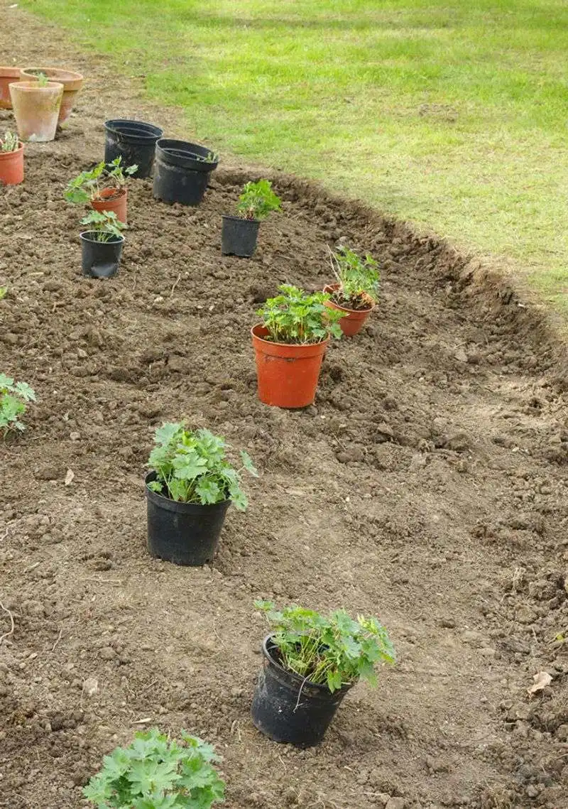 Overcrowding Plants