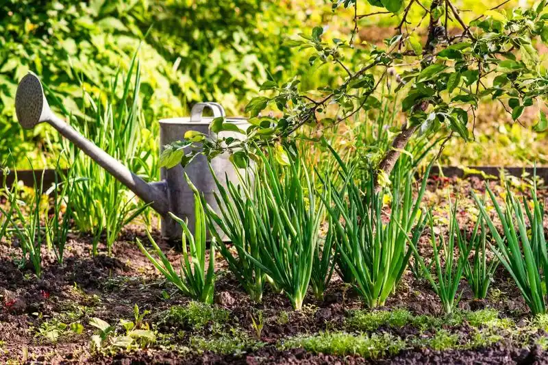 Planting at the Wrong Time