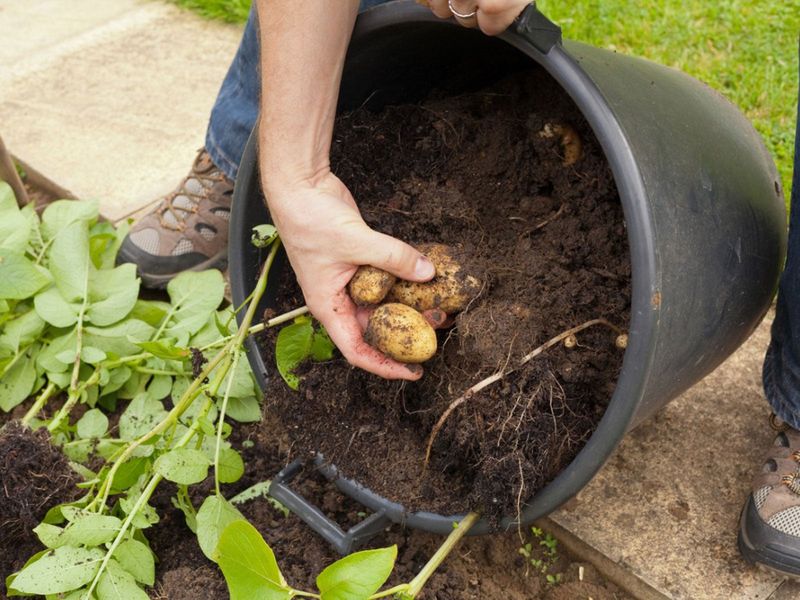 Caring for Potato Plants