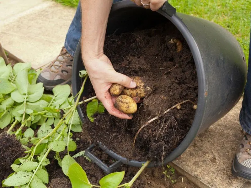 Caring for Potato Plants