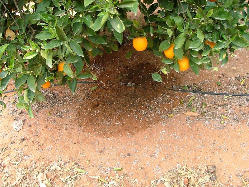 Watering Needs