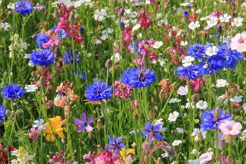 Planting with Care