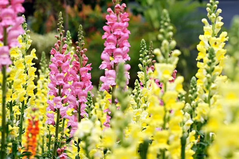 Snapdragon
