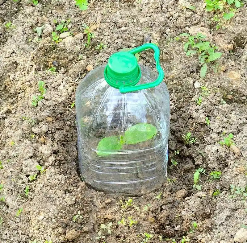 Plastic Bottles