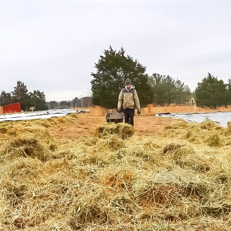 Hay