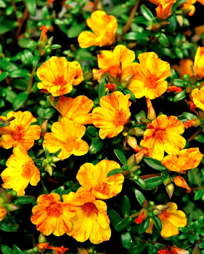 Portulaca