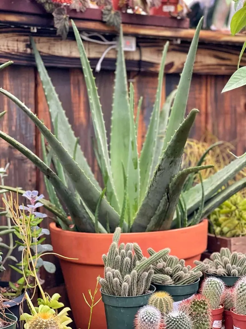 Aloe Vera