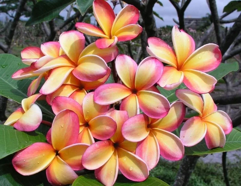 Plumeria
