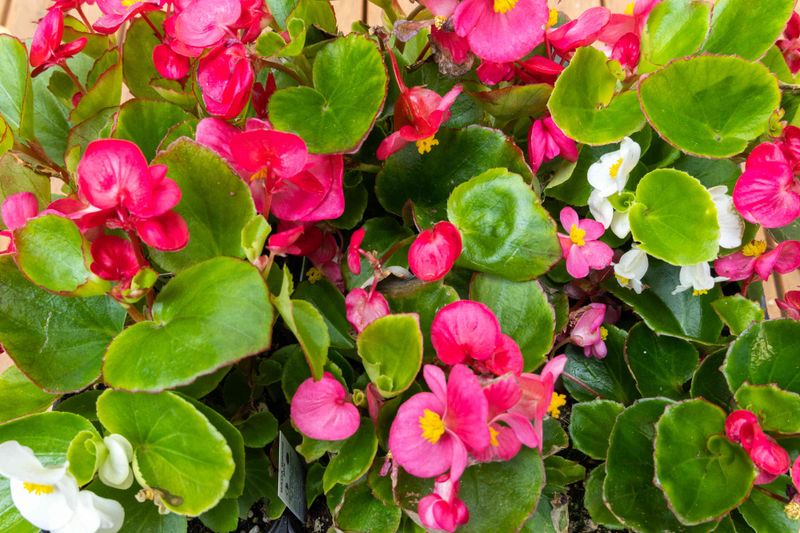 Begonia