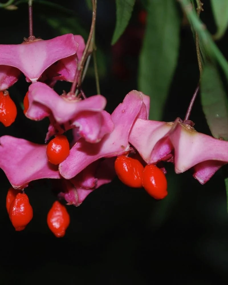 European Spindle
