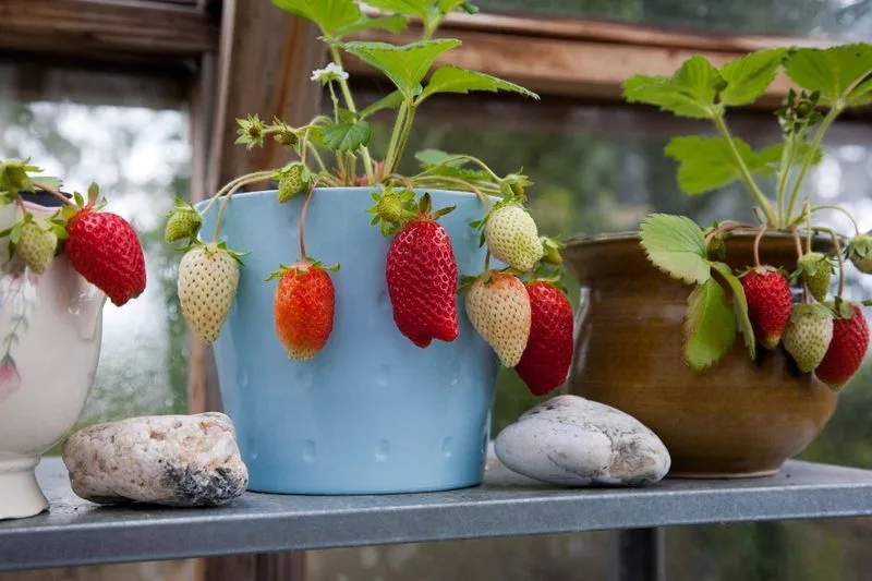 Pollination Aid
