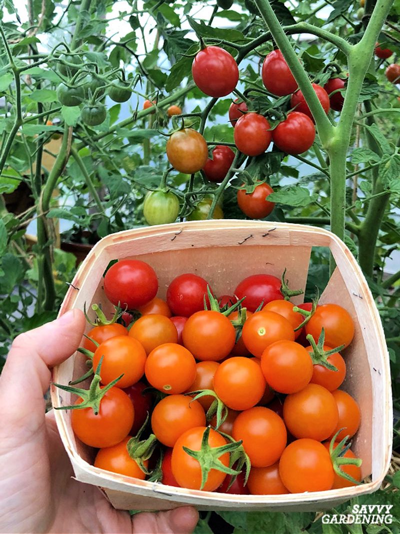 Harvesting