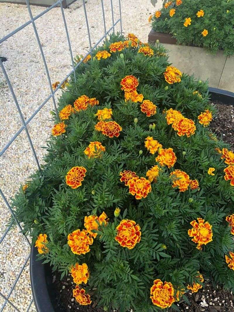 Companion Planting
