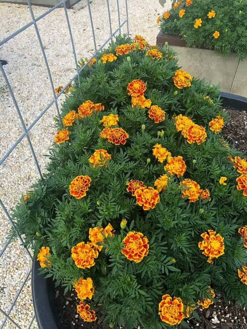 Companion Planting