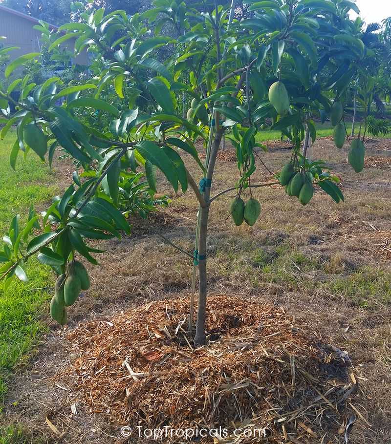 Mulching