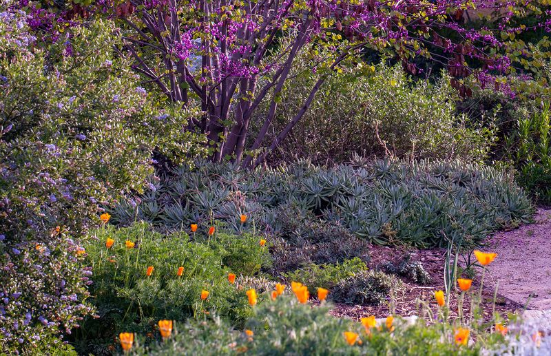 Drought-Tolerant Natives