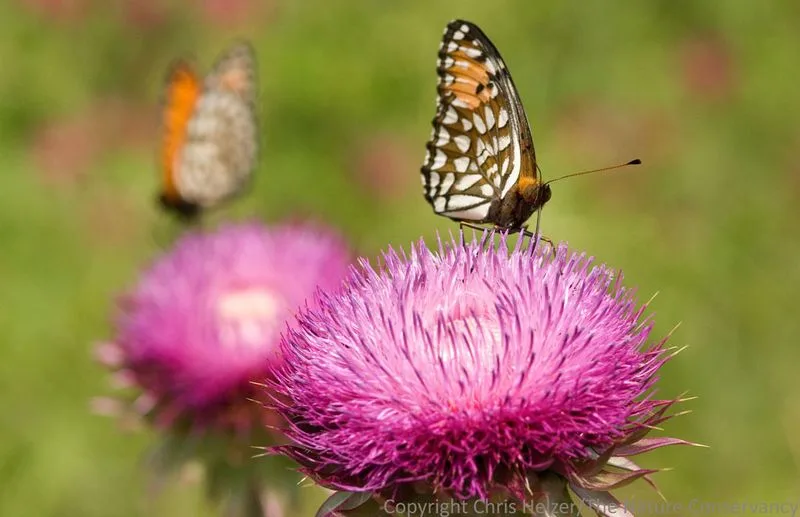 Pollinator Magnet