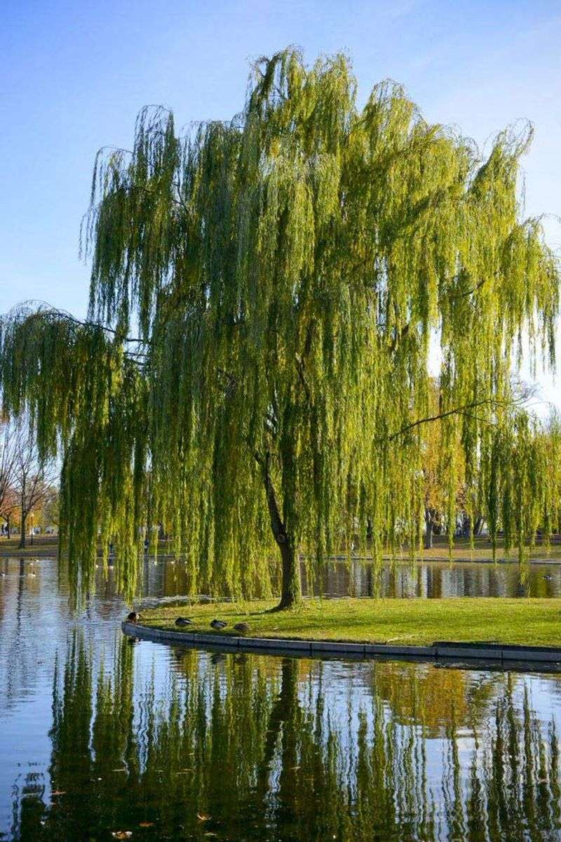 Willow Tree