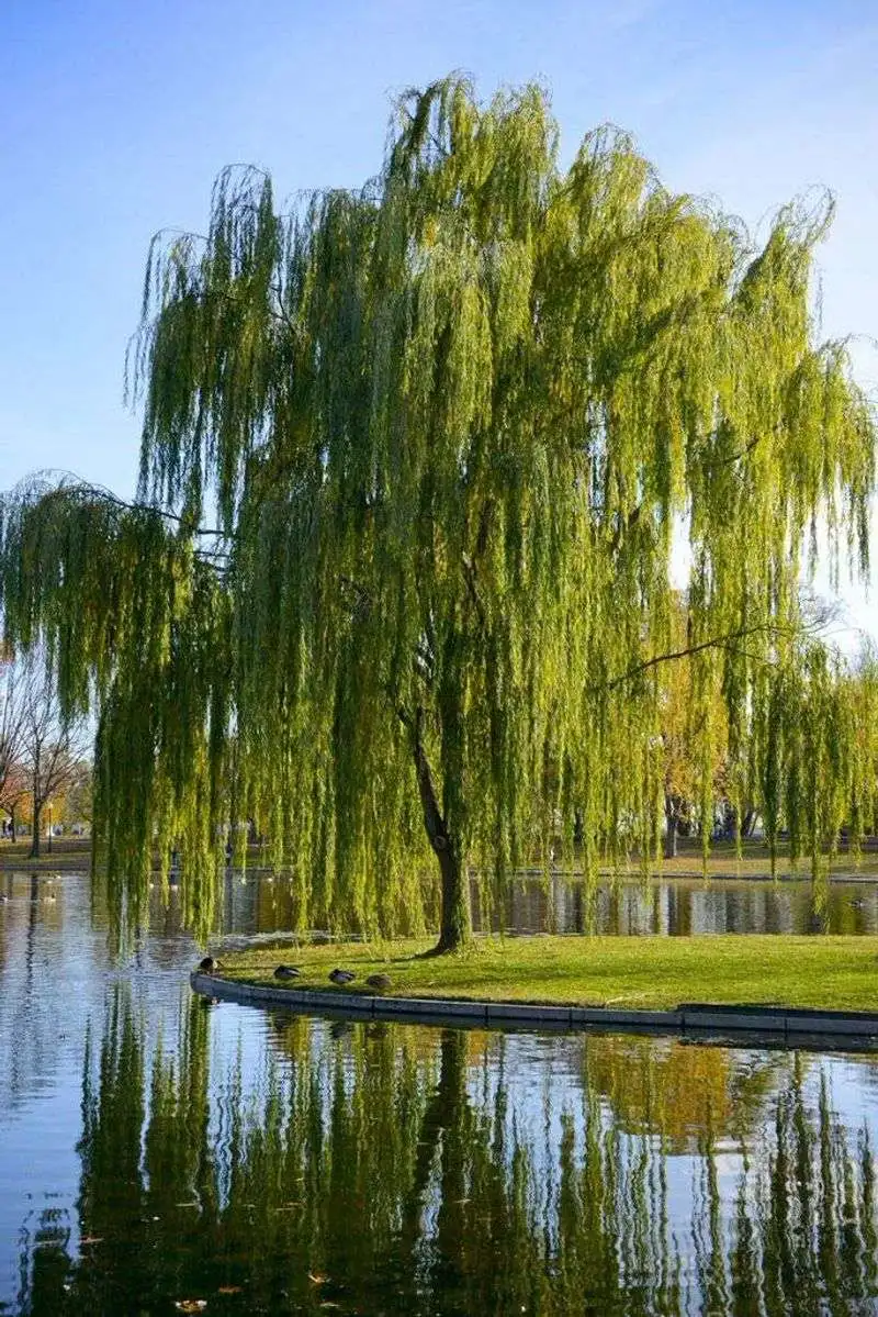 Willow Tree