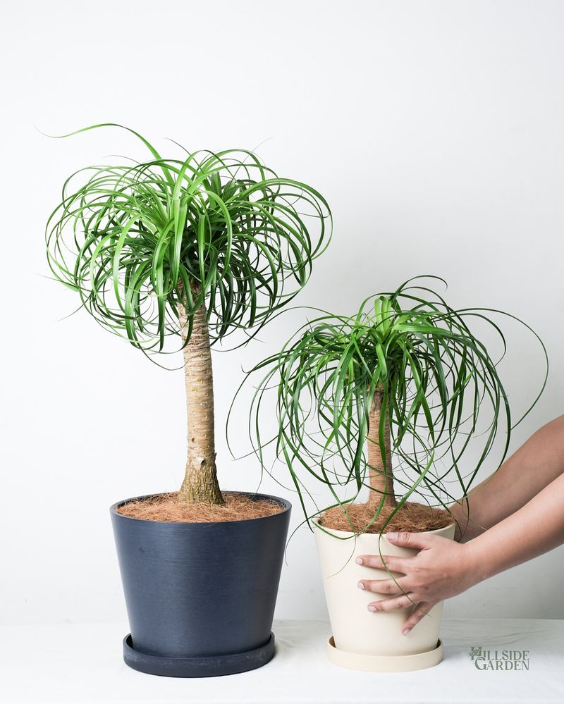 Ponytail Palm
