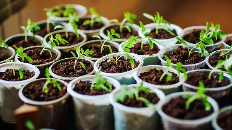 Poor Soil Quality
