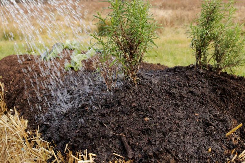 Incorrect Watering Techniques