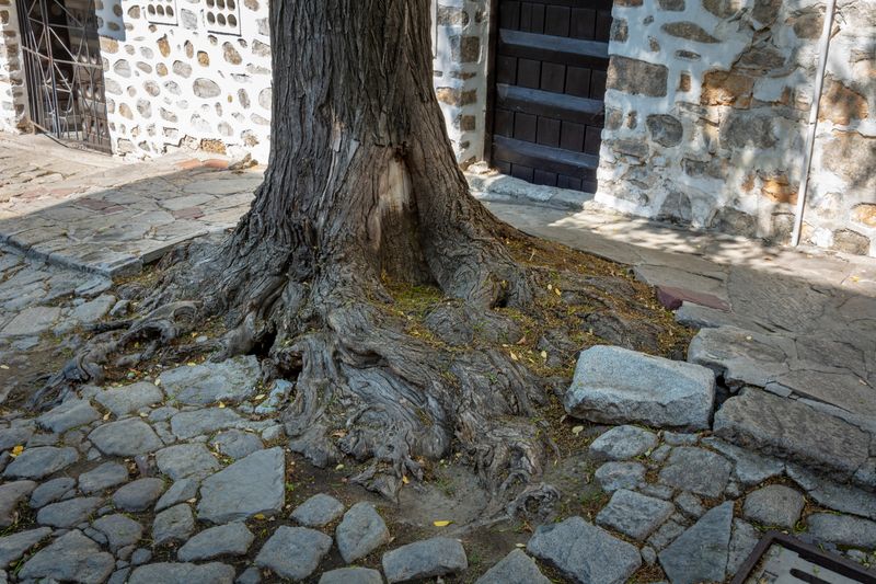 Oak