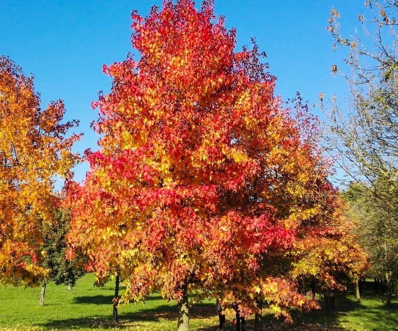 Sweetgum