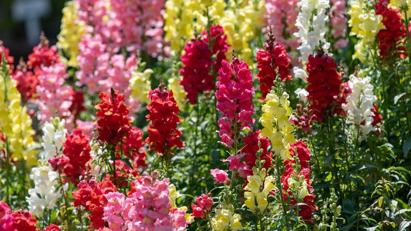Snapdragon