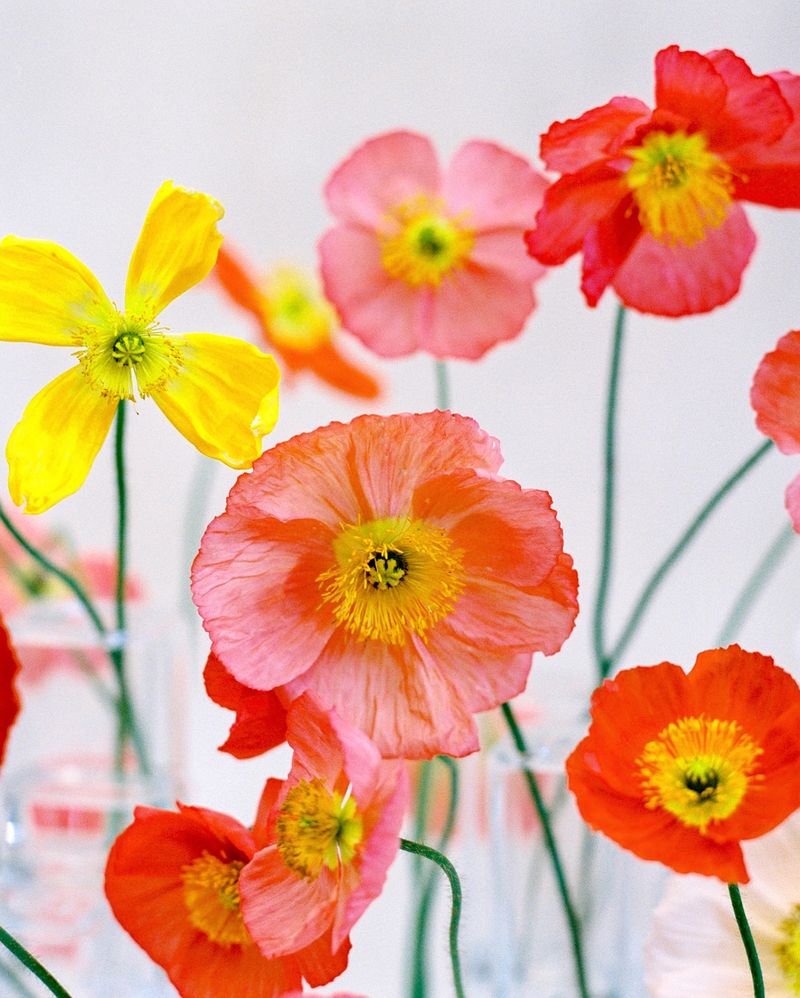 Poppies (Missed)