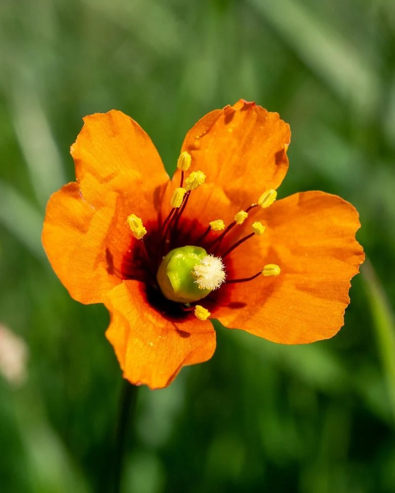 Poppies (Papaver species)