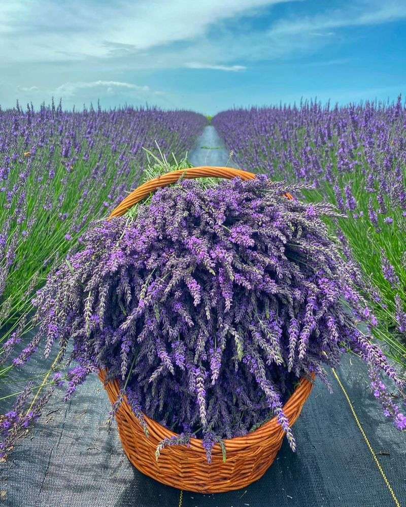 Lavender