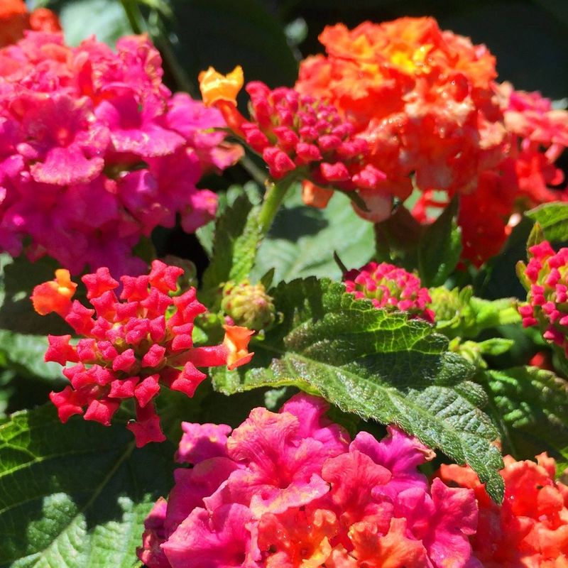 Lantana