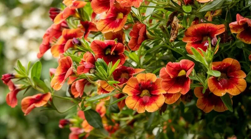Calibrachoa
