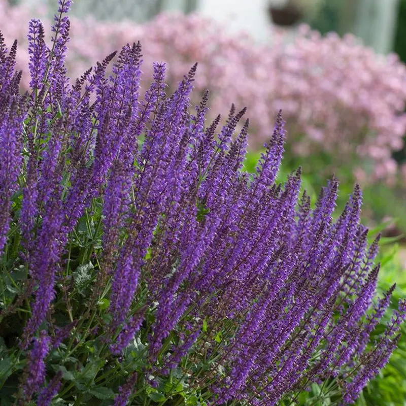 Salvia