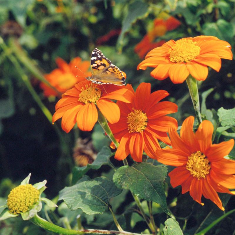 Tithonia