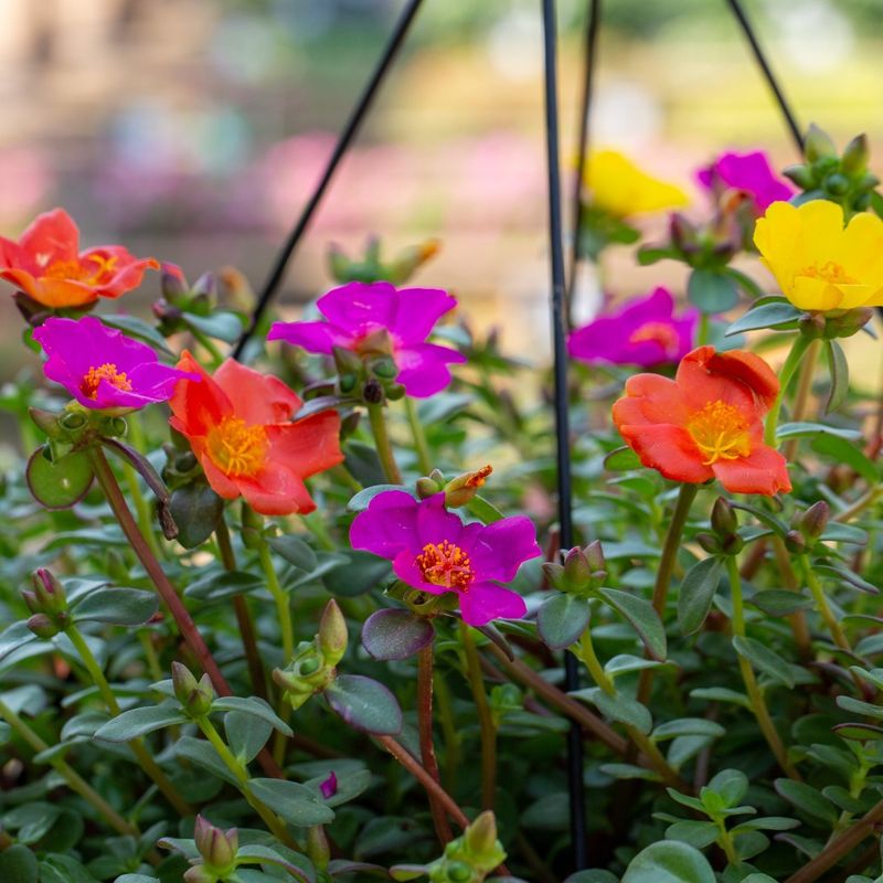 Portulaca
