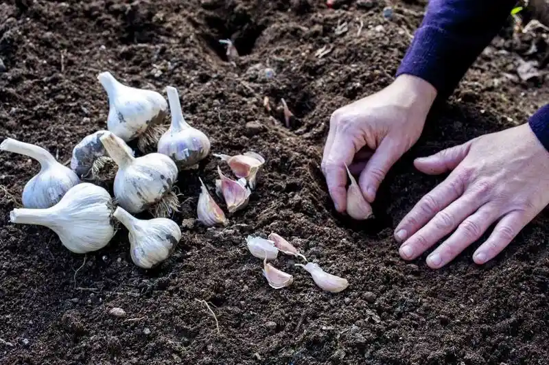 Garlic Clove Growing