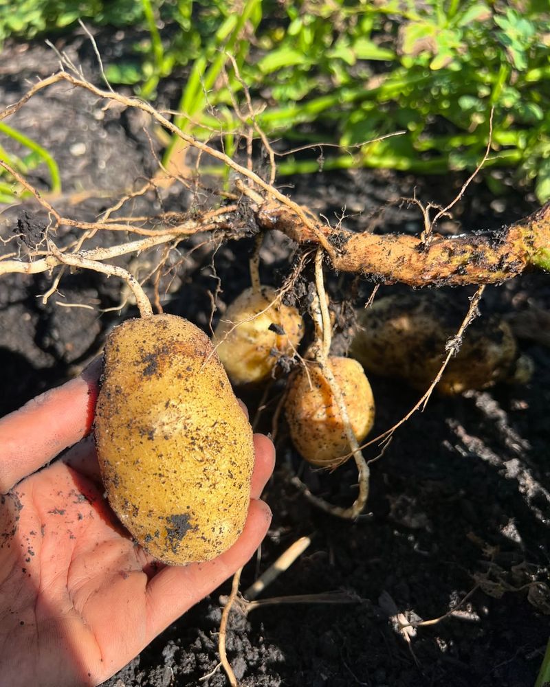 Potato Wonders
