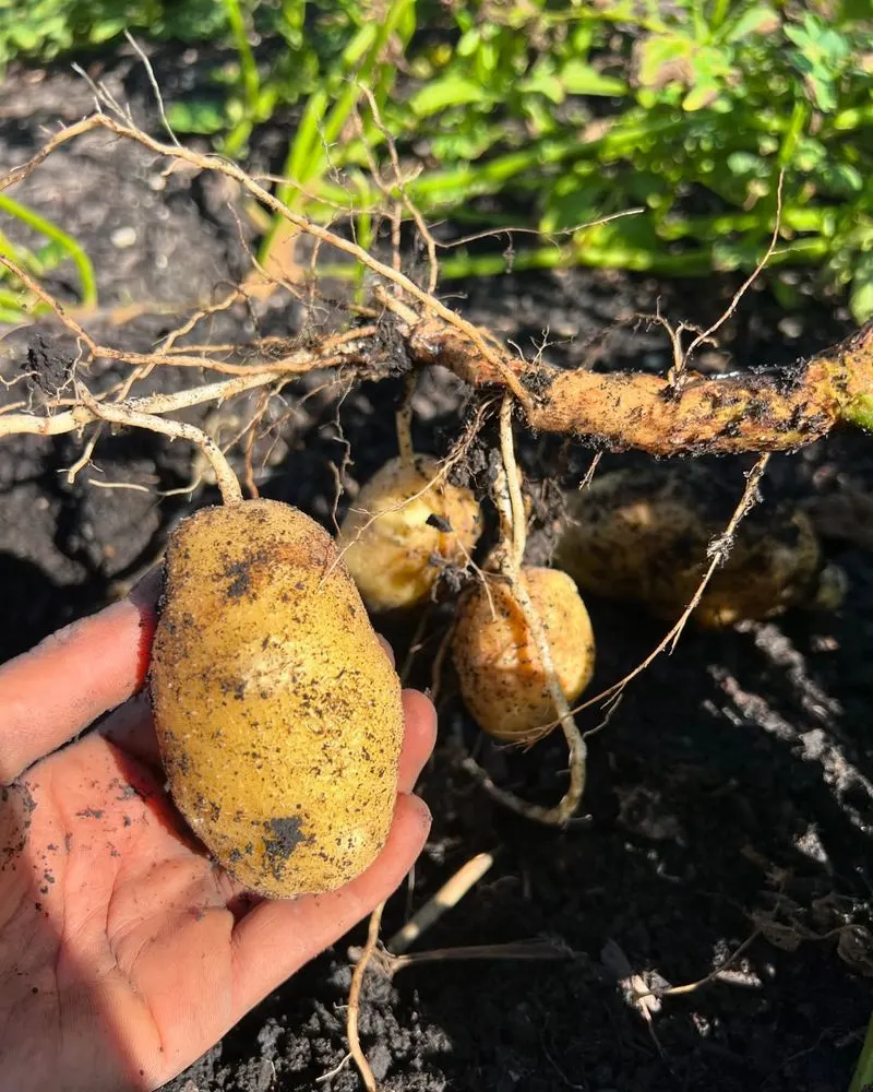 Potato Wonders