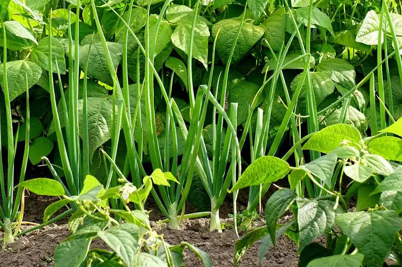 Beans and Garlic