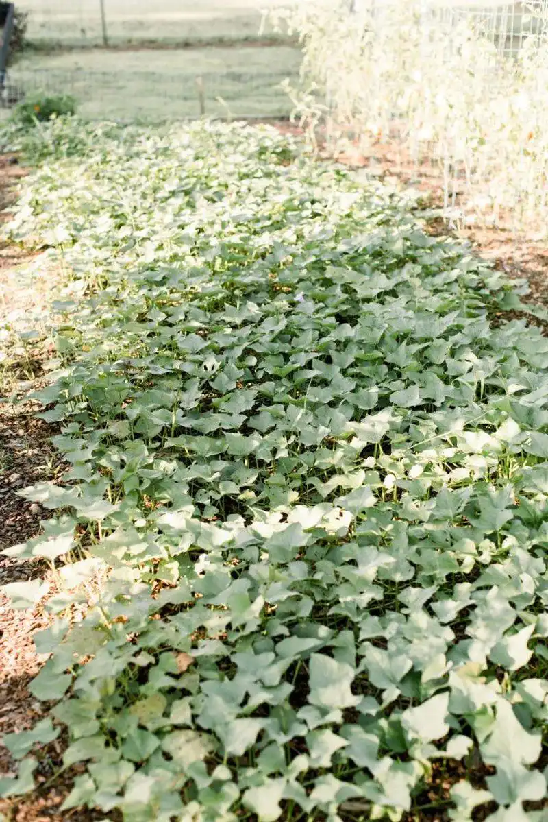 Sweet Potato