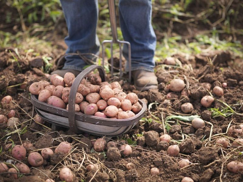 Potatoes