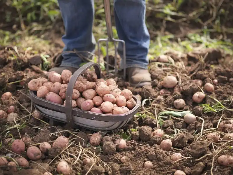 Potatoes