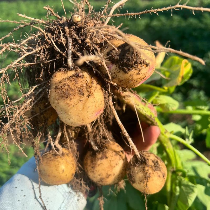 Potatoes